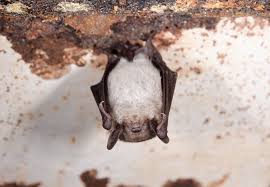 Attēlu rezultāti vaicājumam “Myotis dasycneme”