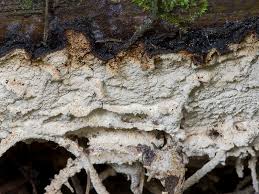 Attēlu rezultāti vaicājumam “Cystostereum murrayi”