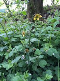 Attēlu rezultāti vaicājumam “Geum x intermedium”