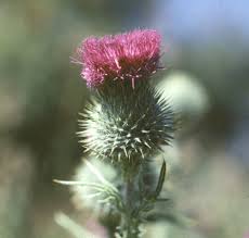 Attēlu rezultāti vaicājumam “Cirsium vulgare flower”