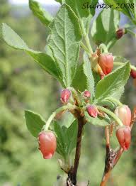 Attēlu rezultāti vaicājumam “Menziesia ferruginea”
