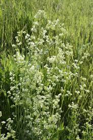 Attēlu rezultāti vaicājumam “Galium album”