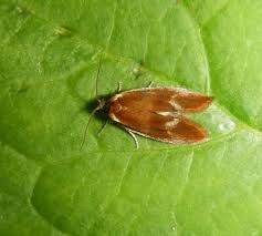 Attēlu rezultāti vaicājumam “Eulia ministrana”