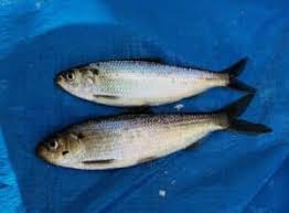 Image result for Alosa aestivalis