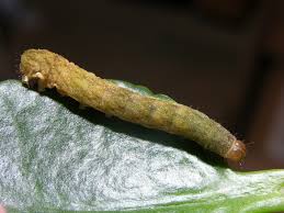 Attēlu rezultāti vaicājumam “Phlogophora meticulosa”