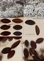 Attēlu rezultāti vaicājumam “Reticularia jurana spores”