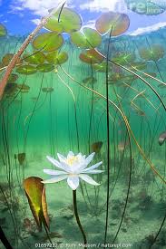 Attēlu rezultāti vaicājumam “Nymphaea alba flower”