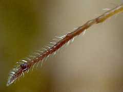 Attēlu rezultāti vaicājumam “Ptenothrix sp.”