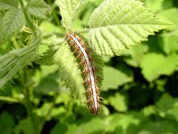 Attēlu rezultāti vaicājumam “Brenthis daphne underside”