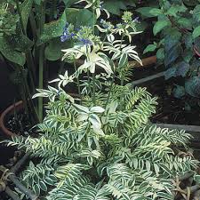 Attēlu rezultāti vaicājumam “Polemonium caeruleum leaf”