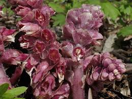 Attēlu rezultāti vaicājumam “Lathraea squamaria”