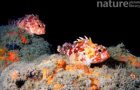 Image result for Scorpaena scrofa