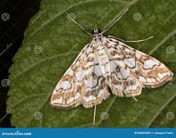 Attēlu rezultāti vaicājumam “Elophila nymphaeata”