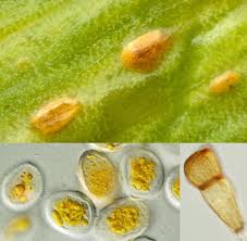 Attēlu rezultāti vaicājumam “Pucciniales”