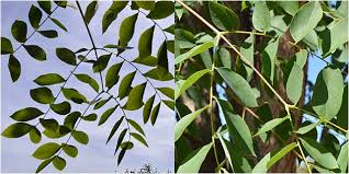 Attēlu rezultāti vaicājumam “Gymnocladus dioicus leaf”