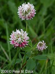 Attēlu rezultāti vaicājumam “Trifolium hybridum flower”
