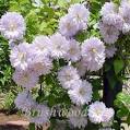 Large Flowered Clematis