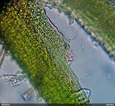 Attēlu rezultāti vaicājumam “Seligeria donniana”