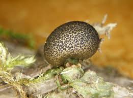 Attēlu rezultāti vaicājumam “Lycogala sphaeroconicum macro”