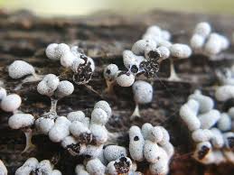 Attēlu rezultāti vaicājumam “Physarum diderma”