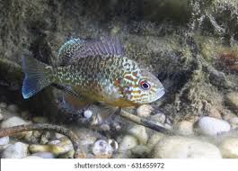 Image result for Lepomis gibbosus