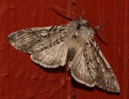 Attēlu rezultāti vaicājumam “Achlya flavicornis”