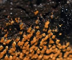 Attēlu rezultāti vaicājumam “Metatrichia floriformis macro”