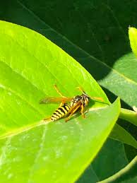 Attēlu rezultāti vaicājumam “Polistes nimpha”