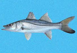 Image result for Centropomus undecimalis