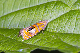 Attēlu rezultāti vaicājumam “Olethreutes arcuella”