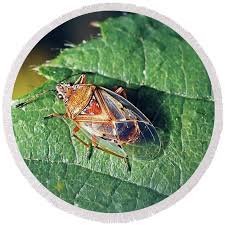 Attēlu rezultāti vaicājumam “Kleidocerys resedae”