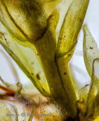 Attēlu rezultāti vaicājumam “Brachythecium albicans”