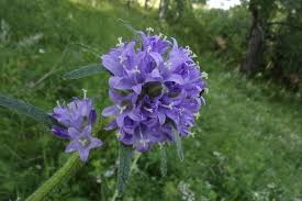 Attēlu rezultāti vaicājumam “Campanula cervicaria flower”