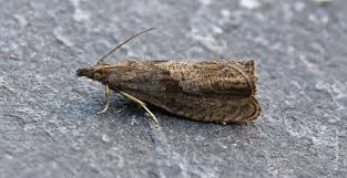 Attēlu rezultāti vaicājumam “Dichrorampha simpliciana”