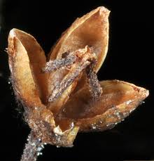 Attēlu rezultāti vaicājumam “Menziesia ferruginea flower”