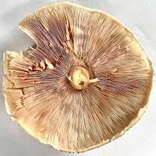 Attēlu rezultāti vaicājumam “Heterotrichia ferruginea (syn. Arcyria ferruginea) spores”