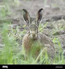 Attēlu rezultāti vaicājumam “Lepus europaeus”