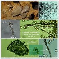 Attēlu rezultāti vaicājumam “Dianema depressum macro”