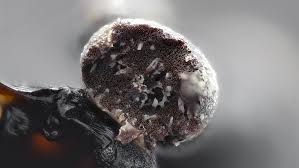 Attēlu rezultāti vaicājumam “Badhamia panicea sessile”