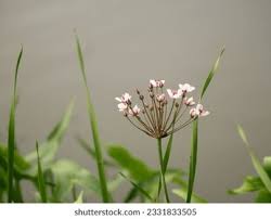 Attēlu rezultāti vaicājumam “Butomaceae”