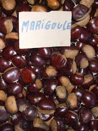 Attēlu rezultāti vaicājumam “Castanea sativa  fruit”