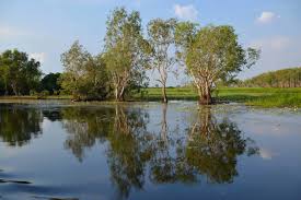 Billedresultat for kakadu n...