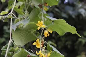 Attēlu rezultāti vaicājumam “Thladiantha dubia leaf”