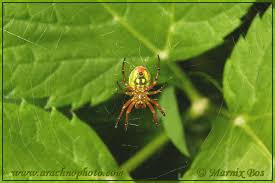Attēlu rezultāti vaicājumam “Araniella male”