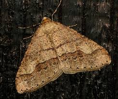 Attēlu rezultāti vaicājumam “Agriopis marginaria”