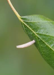 Attēlu rezultāti vaicājumam “Collaria arcyrionema young”
