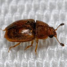 Attēlu rezultāti vaicājumam “Epuraea sp.”