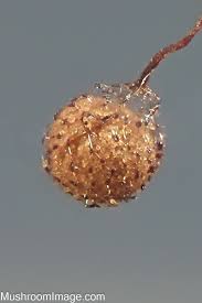 Attēlu rezultāti vaicājumam “Cribraria cancellata var. fusca spores”