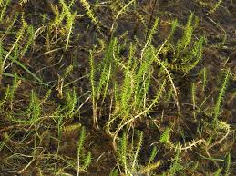 Attēlu rezultāti vaicājumam “Hippuridaceae”