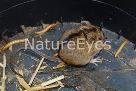 Attēlu rezultāti vaicājumam “Sicista betulina”